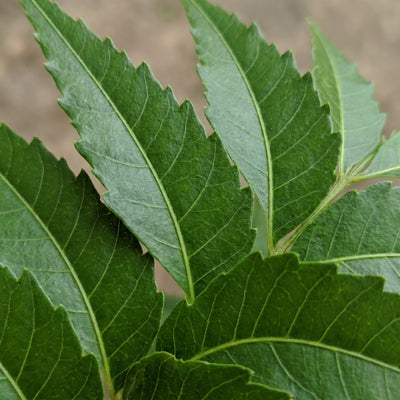 Neem